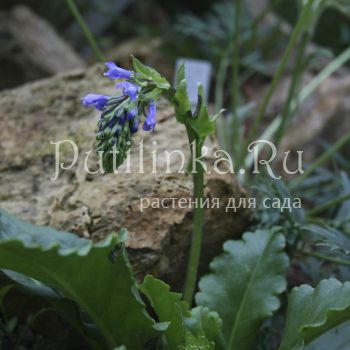 Вульфения каринтская (Wulfenia carinthiaca)