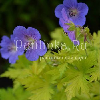 Герань садовые гибриды Blue Sunrise (Geranium Blue Sunrise)