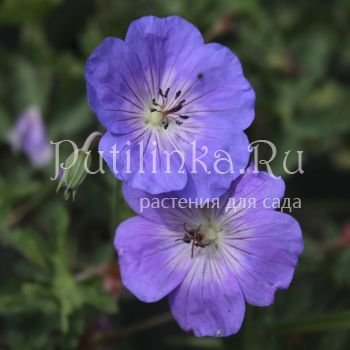 Герань садовые гибриды Rosanne (Geranium “Rosanne”)