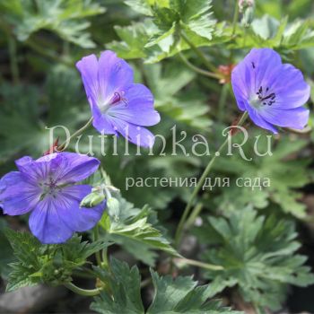 Герань садовые гибриды Rosanne (Geranium “Rosanne”)