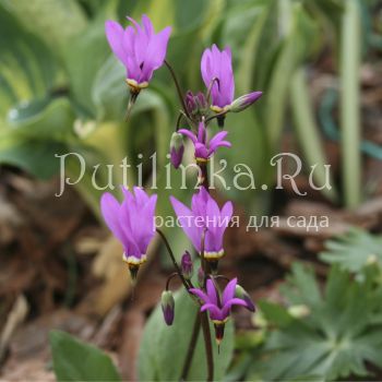 Додекатеон меада “Goliath” (Dodecatheon meadia “Goliath”)