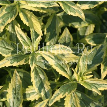 Калимерис йоменский (Kalimeris jomena Shogun)