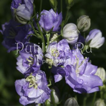 Колокольчик персиколистный Blaukelchen (Campanula persicifolia Blaukelchen)