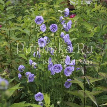 Колокольчик персиколистный Blaukelchen (Campanula persicifolia Blaukelchen)