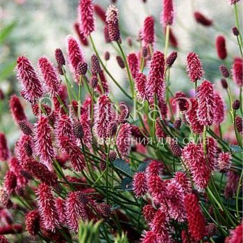 Кровохлебка Мензиеса (Sanguisorba menziesii)