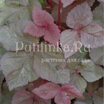 Криптотения японская (Cryptotaenia japonica “Atropurpurea”)