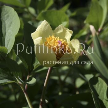 Пион Млокосевича (Paeonia mlokosewitschii)