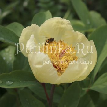 Пион Млокосевича (Paeonia mlokosewitschii)