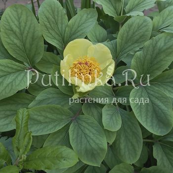 Пион Млокосевича (P. mlokosewitschii)