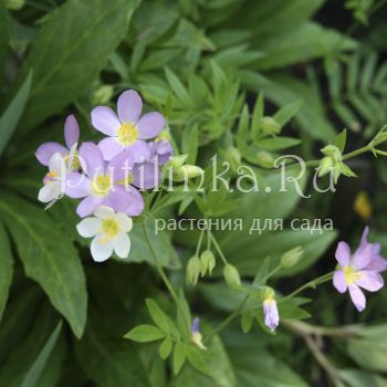 Синюха (Polemonium сarneum Appricot Delight)