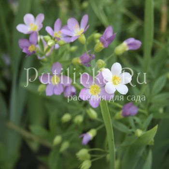 Синюха (Polemonium сarneum Appricot Delight)