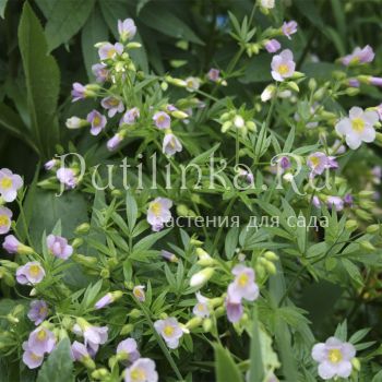 Синюха (Polemonium сarneum Appricot Delight)