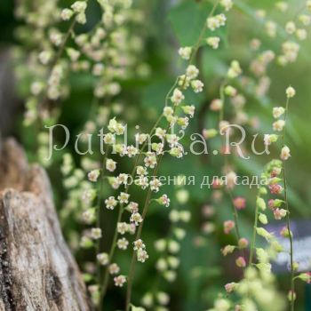 Теллима крупноцветковая (T. grandiflora “Purpurteppich”)