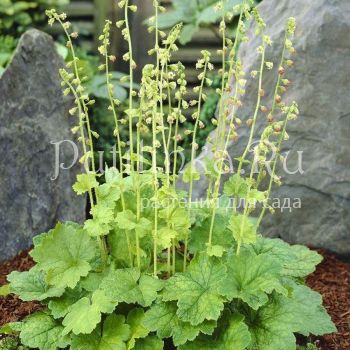 Теллима крупноцветковая (T. grandiflora “Purpurteppich”)