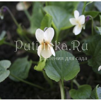 Фиалка душистая форма желтая (Viola odorata f.sulpurea)