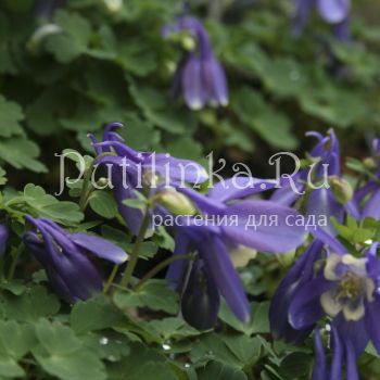 Аквилегия дисколор (Aquilegia discolor)