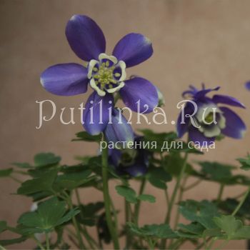 Аквилегия дисколор (Aquilegia discolor)