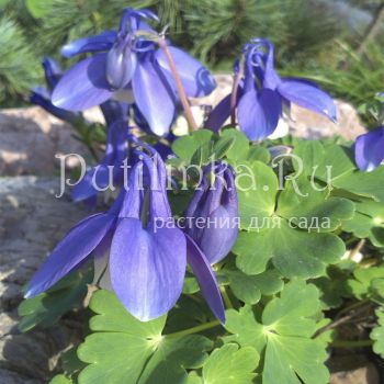 Аквилегия дисколор (Aquilegia discolor)