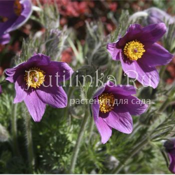 Прострел обыкновенный голубой (Pulsatilla vulgaris Bluе)