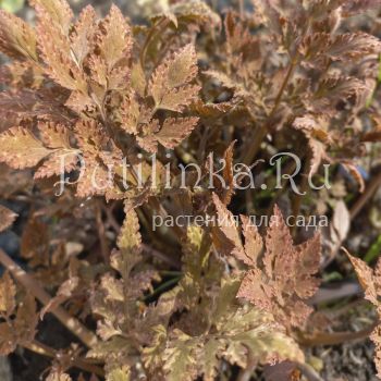 Хохлатка Chocolate Star (Corydalis Chocolate Star)