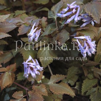 Хохлатка Chocolate Star (Corydalis Chocolate Star)