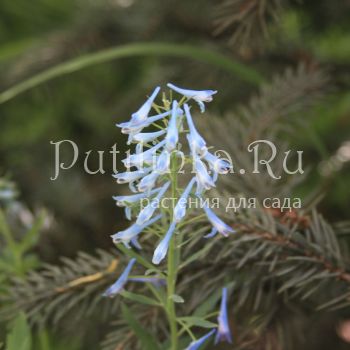 Хохлатка (Corydalis sp.)