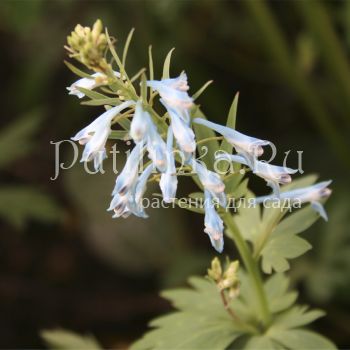 Хохлатка (Corydalis sp.)