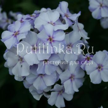 Флокс метельчатый Новинка (Харченко Е.Д)**