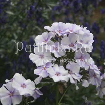 Флокс метельчатый Новинка (Харченко Е.Д)**