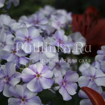 Флокс метельчатый Новинка (Харченко Е.Д)**