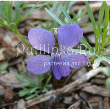 Фиалка черешчатовидная (Viola pedatifida)