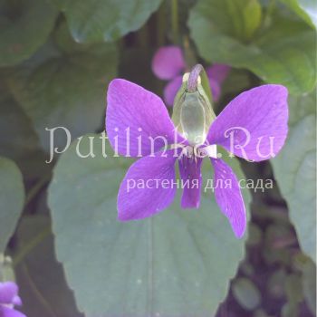 Фиалка сестринская красная (Viola sororia Rubra)