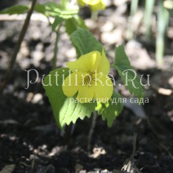 Фиалка одноцветковая (Viola uniflora)