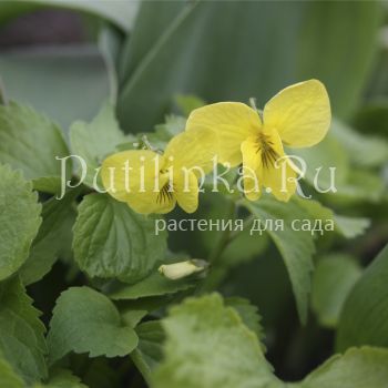 Фиалка одноцветковая (Viola uniflora)