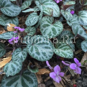 Фиалка корейская (Viola koreana)