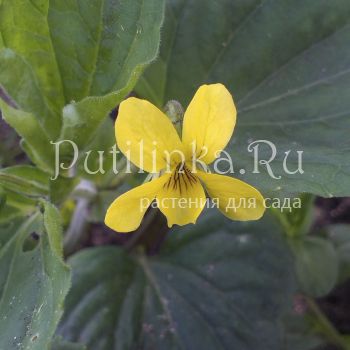 Фиалка желтая (Viola pubescens)