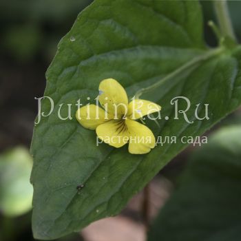 Фиалка желтая (V. pubescens)