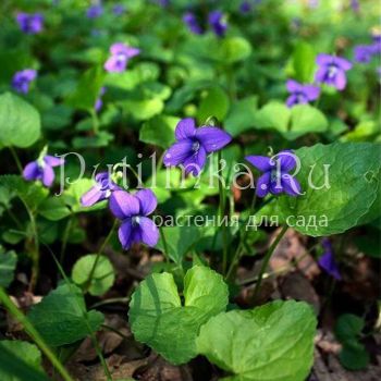 Фиалка душистая форма синяя (Viola odorata f. blue)