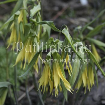 Увулярия крупноцветковая (Uvularia  grandiflora)*