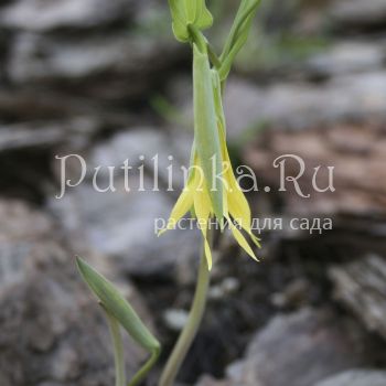 Увулярия крупноцветковая (Uvularia  grandiflora)*