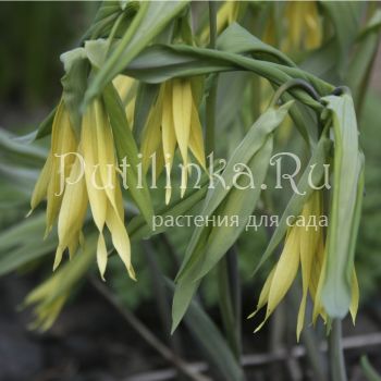 Увулярия крупноцветковая (Uvularia  grandiflora)*