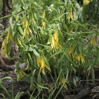 Увулярия крупноцветковая (Uvularia  grandiflora)*
