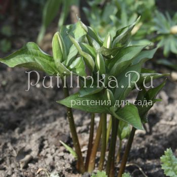 Триллиум крупноцветковый Plena (Trillium grandiflorum Plena)