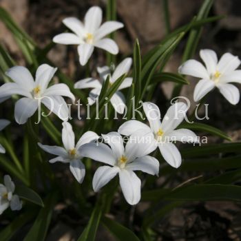 Хионодокса (Chionodoxa)