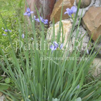 Сисюринхий узколистный (Sisyrinchium angustifolium)