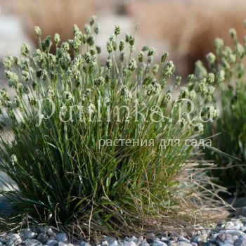 Сеслерия голубая (Sesleria caerulea)