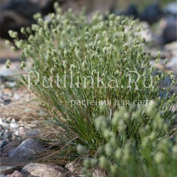 Сеслерия голубая (Sesleria caerulea)