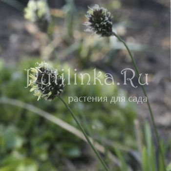 Сеслерия голубая (Sesleria caerulea)