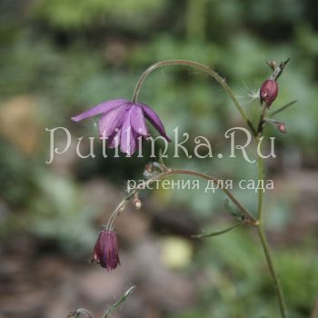 Семиаквилегия безшпорцевая (Aquilegia ecalcarata)