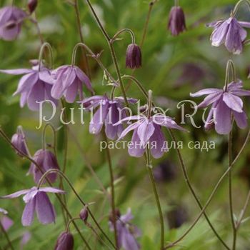 Семиаквилегия безшпорцевая (Aquilegia ecalcarata)